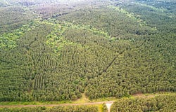 PID #28393 Private Rd 8020, San Augustine, TX 75975