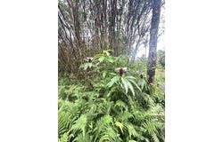HAWAII ST, Pahoa, HI 96778