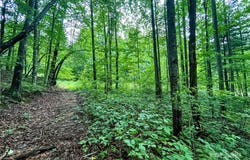 Azalea Way lot: 6, Saluda, NC 28773