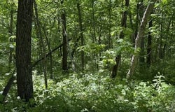 Fairmount Road, Maysville, MO 64469