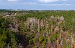 County Road 1247, Center, TX 75935