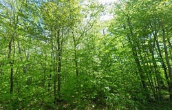 Cornforth Road, Industry, ME 04938