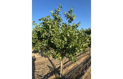 Ave 56, Earlimart, CA 93219