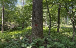Greenwood Road, Curwensville, PA 16833