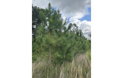 NE Not Named, Wellborn, FL 32060