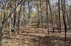 Route Z Highway, Van Buren, MO 63965