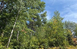 Stone Pine Drive lot: 38 & 39, Cable, WI 54821