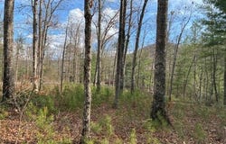 Mountain Ash Way, Sevierville, TN 37876