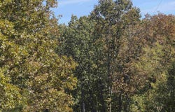 L5 B8 Dannels Drive, Highland, AR 72542
