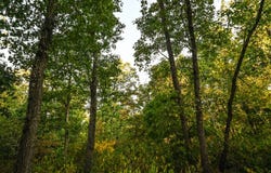 Matney Hollow Rd, Seymour, MO 65746