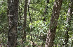 Pr Off Ridge Haven, Mammoth Spring, AR 72554