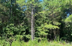 53 Weathered Timber Trail, Broken Bow, OK 74728