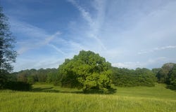 Muddy Lane, Imboden, AR 72434