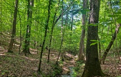 TOMMY MCGOUGH Rd, Carbon Hill, AL 35549