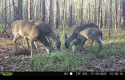 5 Forest Service Road 562, Pulaski, MS 39152