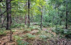 Hillside Drive, Alger, MI 48610