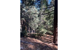 Forest, Twin Peaks, CA 02391