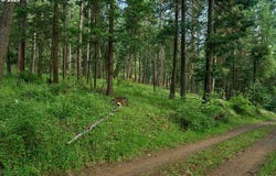 Chipmunk Lane, WallowaLake, OR 97846