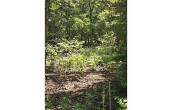 0001 County Road 421, Birch Tree, MO 65438