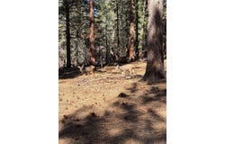 BRAZOS LODGE SPRUCE, Chama, NM 87520