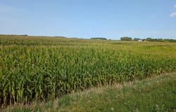 61203 150th St, Chokio, MN 56221