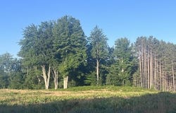 13251 Makinen Road, Kaleva, MI 49645