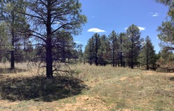 Cedar Bark Trail, Overgaard, AZ 85933