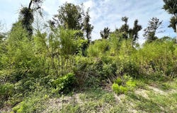 NW W SOUTH DRIVE, Mayo, FL 32066