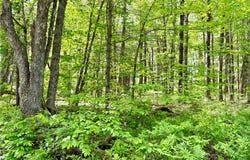 Maples Road, Milford, NY 13348