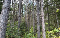 ON FREBURGS RD, Saxon, WI 54559