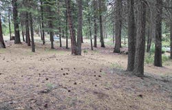 260 Osprey Loop, Lake Almanor West, CA 96020