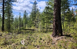 3669 E JUMPOFF Rd, VALLEY, WA 99181