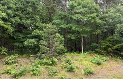 37 Doane Road, Harwich Port, MA 02646