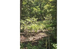 0001 County Road 421, Birch Tree, MO 65438