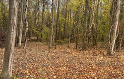 Jean Drive, Amsterdam, NY 12010