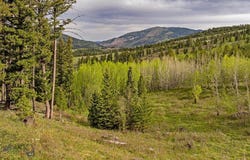 Petterson Road, Wilsall, MT 59086