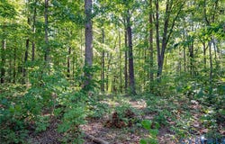Mountain Hall Road, Crewe, VA 23930