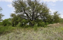Mason Court, Dublin, TX 76446
