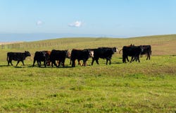 17775 Long Hollow Road, Corning, CA 96021