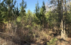 Delancey Road, Braxton, MS 39044