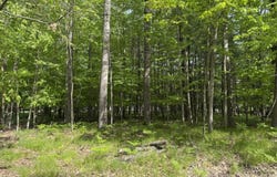 6798 Beechnut Ridge, Canadian Lakes, MI 49346