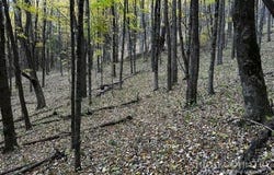 Longhope Road, Todd, NC 28684