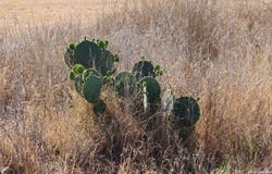 435 County Road 7715, Devine, TX 78016