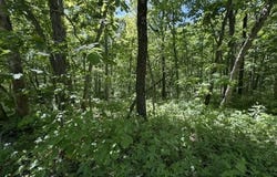 Fairmount Road, Maysville, MO 64469