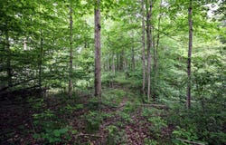 VL Black River Rd, Bangor, MI 49013