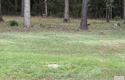 10957 State Hwy 160, Doddridge, AR 71834