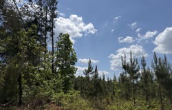 001 George Milling Road, Cuthbert, GA 39840