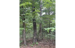 2980 County Road 855, Thornfield, MO 65762