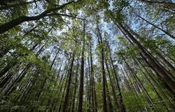 1.75ac KEGOTANK RD lot: 2, NELSONIA, VA 23414