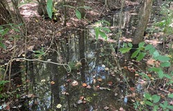 State Highway 134 E, Headland, AL 36345